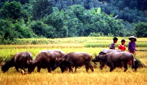 Rizi�re et bufles