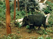 Cochon au triangle